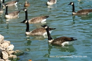 Cookskin park's geese