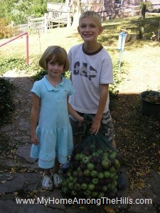 Deer apples for cider