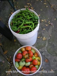 Tomato and pepper harvest