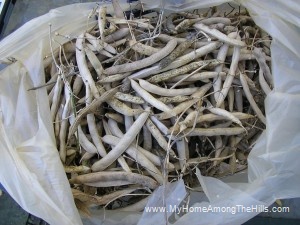 Dried black bean seed pods