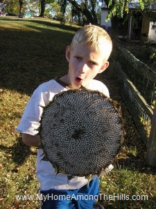 Sunflower harvest