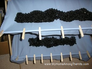 Drying black beans