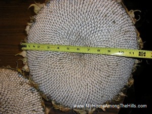 Huge Sunflower