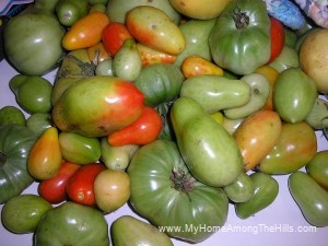 Green tomatoes