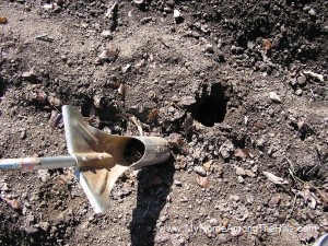 Hole for Garlic - separating cloves Hole for Garlic - separating cloves