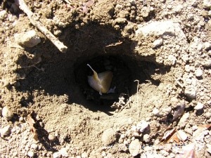 Planting Garlic