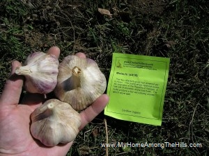Metechi Garlic