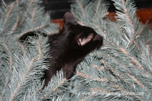 Setting up the Christmas Tree!