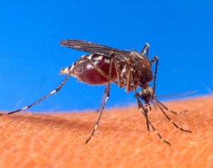 Mosquitos suck