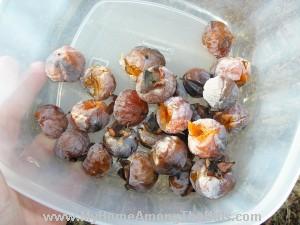 Persimmons - ripe!