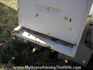 Bees are flying