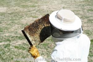 Inspecting the bees