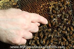 The queen bee