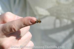 A bee on my finger