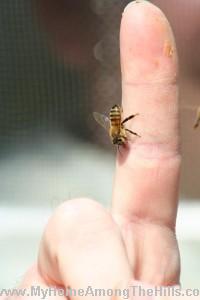 A bee on my finger