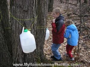 Collecting maple sap
