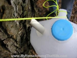 Collecting maple sap