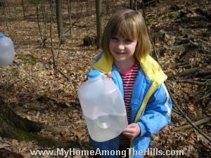 Collecting maple sap