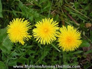 Dandelions galore!