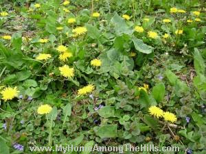 Dandelions galore!