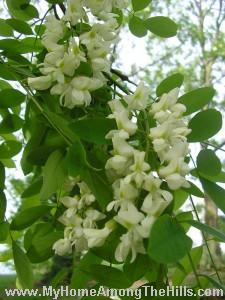 Black locust blooms!