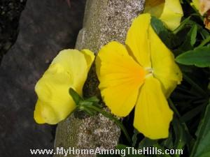 Yellow pansies!