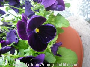Purple pansies!