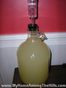 Dandelions wine fermenting!
