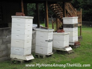 Honey harvest time!