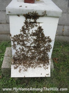Honey harvest time!