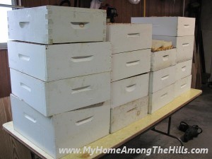Honey harvest time!
