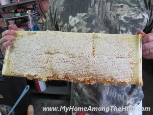 Honey harvest time!