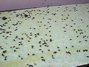 BeesCleaningUpEquipment