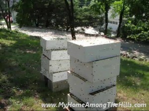 BeesGoneWild