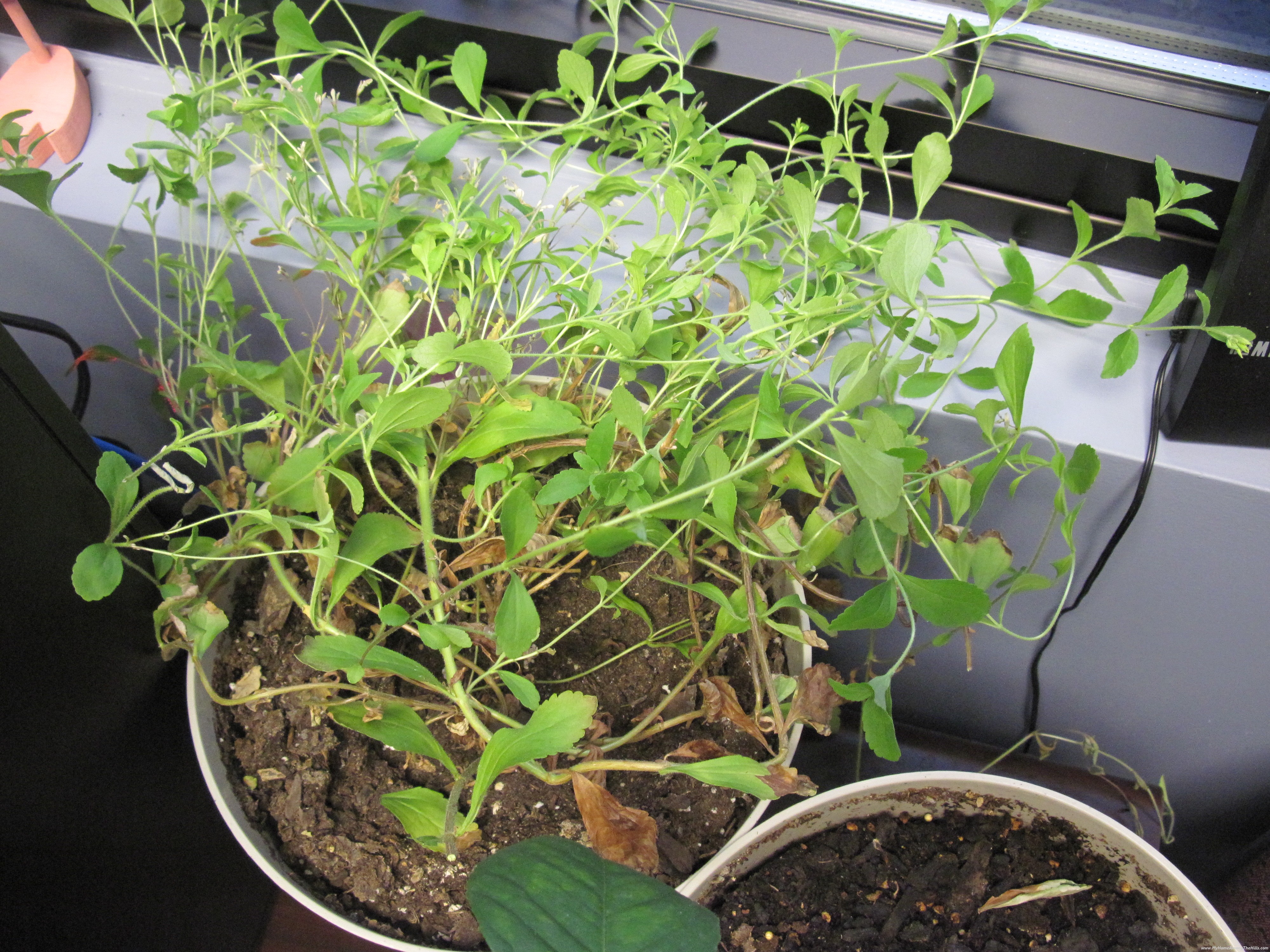 Odla steviaväxt inomhus