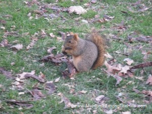 IMG_3939 red squirrel