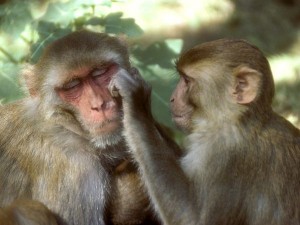 RhesusMonkeyNatGeo