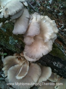 Mushrooms on a log