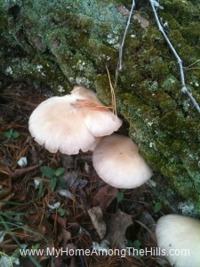 Mushrooms on a log