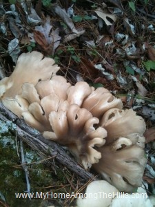 Mushrooms on a log