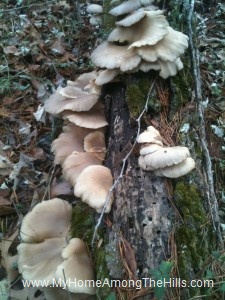 Mushrooms on a log