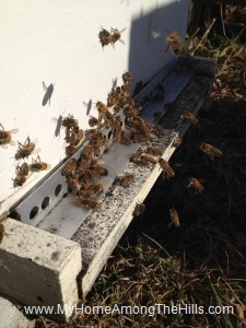 Bees flying near the beehive