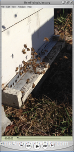 Movie of bees flying near hive