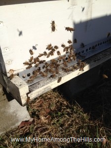 Bees at the hive entrance
