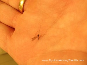 The only good mosquito is a dead mosquito!