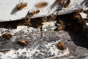Close-up of honeybees