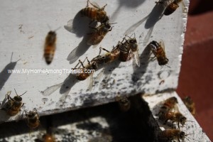 Close-up of honeybees