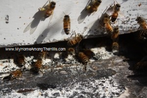 Close-up of honeybees