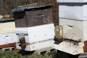 Activity at a few of the hives