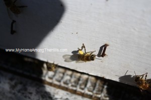 Close-up of honeybees